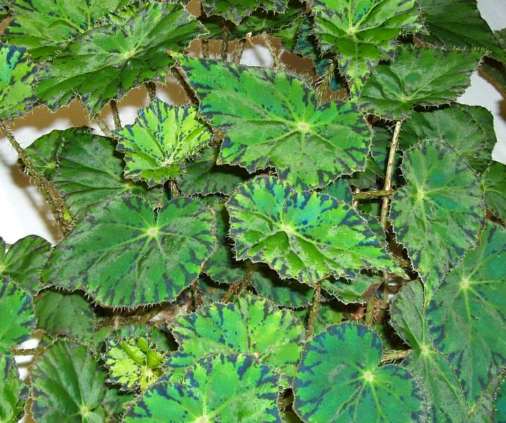 B. ‘Persian Brocade’